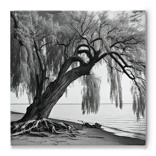 Willow tree on the beach, canvas - Whaleriderz